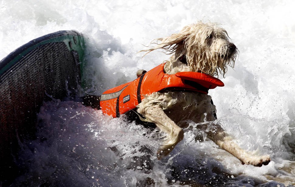 В США прошли соревнования по серфингу среди собак