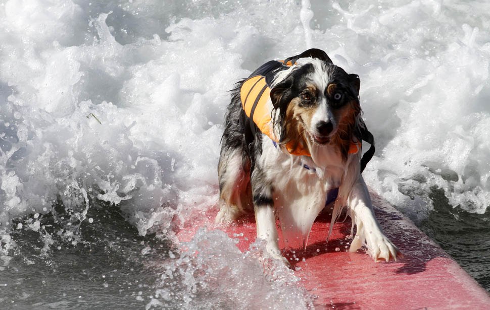 В США прошли соревнования по серфингу среди собак